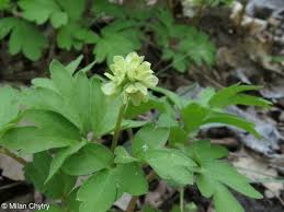 Attēlu rezultāti vaicājumam “Adoxa moschatellina leaf”