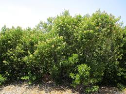 Attēlu rezultāti vaicājumam “Laurilia sulcata”