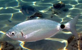 Image result for Oblada melanurus