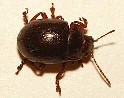 Attēlu rezultāti vaicājumam “Chrysolina staphylaea”