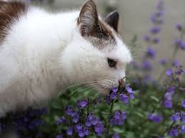 Image result for Katzenminze