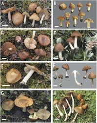 Attēlu rezultāti vaicājumam “Inocybe lanuginosa”