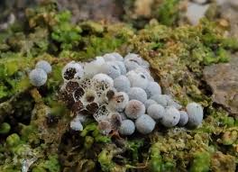 Attēlu rezultāti vaicājumam “Badhamia dubia”