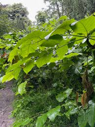 Attēlu rezultāti vaicājumam “Reynoutria sachalinensis”