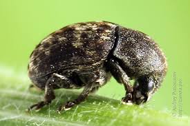 Attēlu rezultāti vaicājumam “Anthribus nebulosus”