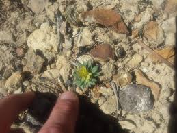 Attēlu rezultāti vaicājumam “Trichia alpina young”