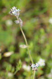 Attēlu rezultāti vaicājumam “Myosotis stricta”