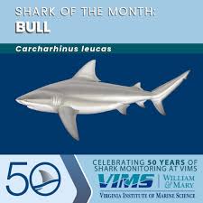 Image result for Carcharhinus leucas