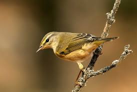 Attēlu rezultāti vaicājumam “Phylloscopus trochilus”
