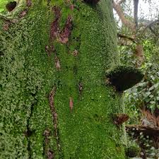 Attēlu rezultāti vaicājumam “Ulota crispa”