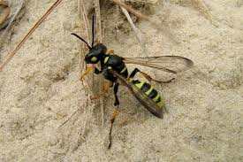 Attēlu rezultāti vaicājumam “Crabronidae”