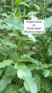 Attēlu rezultāti vaicājumam “Rumex crispus leaf”