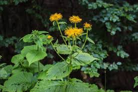Attēlu rezultāti vaicājumam “Telekia speciosa leaf”