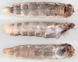 Attēlu rezultāti vaicājumam “Catoptria margaritella”