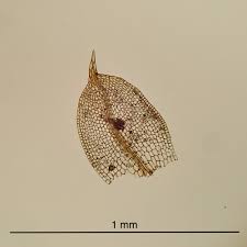 Attēlu rezultāti vaicājumam “Acaulon muticum sporophyte”