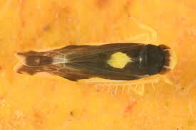 Attēlu rezultāti vaicājumam “Eupteryx vittata”