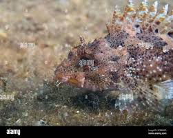 Image result for Scorpaena porcus