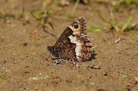 Attēlu rezultāti vaicājumam “Hipparchia alcyone”