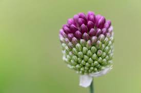 Attēlu rezultāti vaicājumam “Allium holandicum bud”