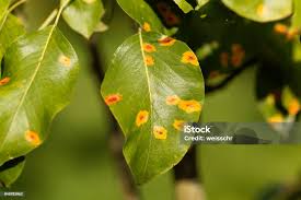 Attēlu rezultāti vaicājumam “Gymnosporangium sabinae”