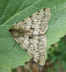 Attēlu rezultāti vaicājumam “Phigalia pilosaria”