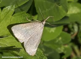 Attēlu rezultāti vaicājumam “Polypogon tentacularius”