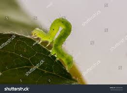 Attēlu rezultāti vaicājumam “Hypena rostralis”