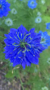 Image result for Nigella damascena