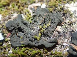 Attēlu rezultāti vaicājumam “Collema flaccidum”