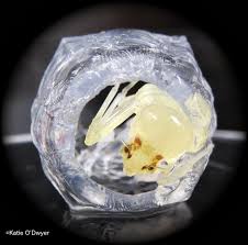 Attēlu rezultāti vaicājumam “Phronia sp.”