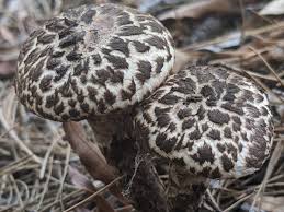 Attēlu rezultāti vaicājumam “Strobilomyces strobilaceus”