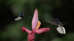 Attēlu rezultāti vaicājumam “Juncus gerardii flower”