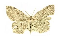 Attēlu rezultāti vaicājumam “Cyclophora pendularia”