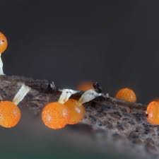 Attēlu rezultāti vaicājumam “Physarum melleum macro”