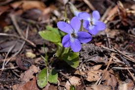 Image result for Veilchen