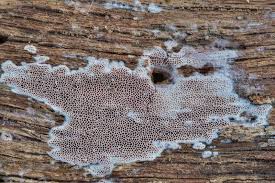 Attēlu rezultāti vaicājumam “Ceriporia purpurea”