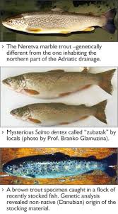 Image result for Salmo dentex