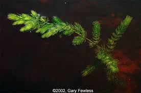 Attēlu rezultāti vaicājumam “Ceratophyllum demersum leaf”