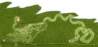 Attēlu rezultāti vaicājumam “Eupatorium cannabinum leaf”