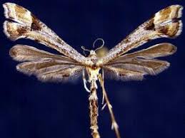 Attēlu rezultāti vaicājumam “Platyptilia tesseradactyla”