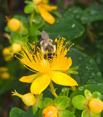Attēlu rezultāti vaicājumam “Hypericum perforatum flower”