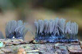 Attēlu rezultāti vaicājumam “Stemonitis axifera spores”