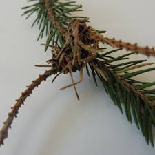 Attēlu rezultāti vaicājumam “Sacchiphantes abietis”