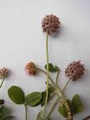 Attēlu rezultāti vaicājumam “Trifolium fragiferum fruit”