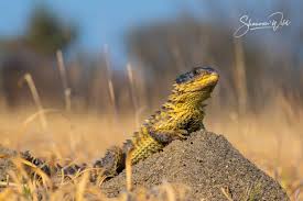 Attēlu rezultāti vaicājumam “Lycogala convexum sessile”