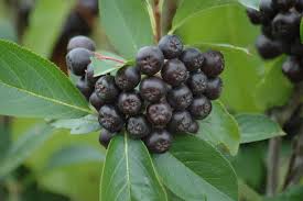 Attēlu rezultāti vaicājumam “Aronia melanocarpa fruit”