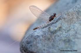 Attēlu rezultāti vaicājumam “Ephemeroptera”