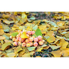 Attēlu rezultāti vaicājumam “Ginkgo biloba fruit”