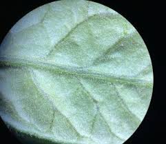 Attēlu rezultāti vaicājumam “Lycopersicon esculentum leaf”
