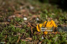 Attēlu rezultāti vaicājumam “Ramaria flava”